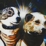 Перші тварини в космосі: невідомі герої, що відкрили шлях людству