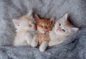 різні породи котів
