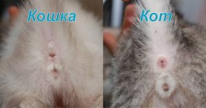 як відрізнити кота від кішки