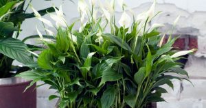 815a453e587d6b0d2e69b9f9ed60695b