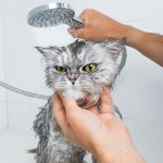 Чому коти бояться води: еволюція, фізіологія та винятки