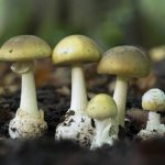 Найотруйніший гриб у світі: бліда поганка та аматоксини