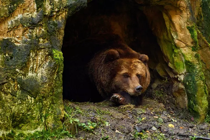 bears